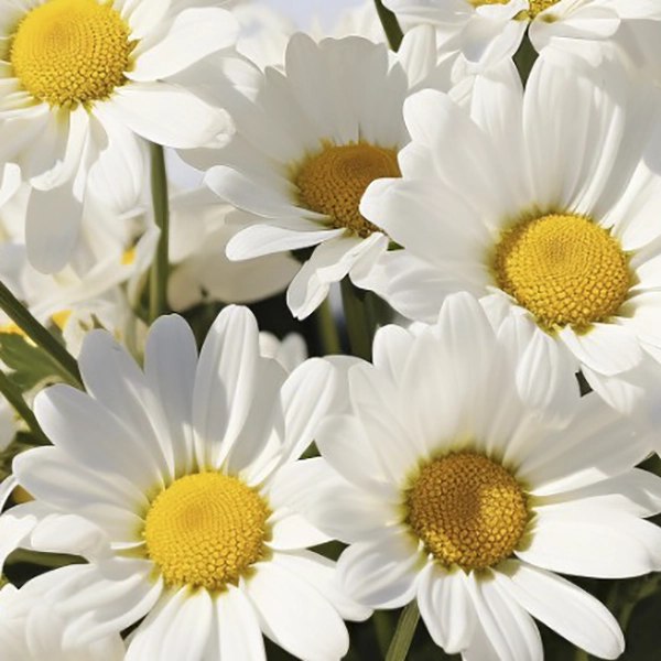 ​How Do Healthcare Supplements Support Sustainable Living?